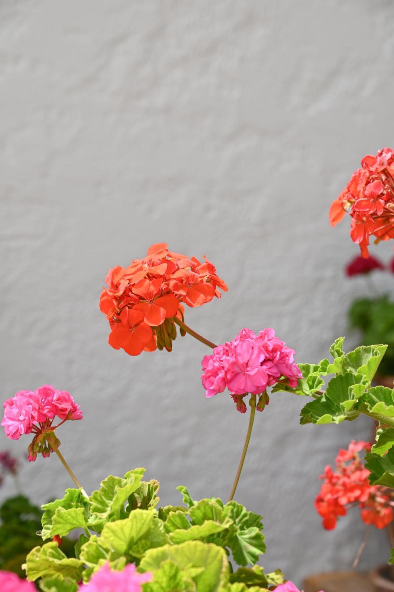 شقة Garden House Xerokampos أكسيروكامبوس المظهر الخارجي الصورة